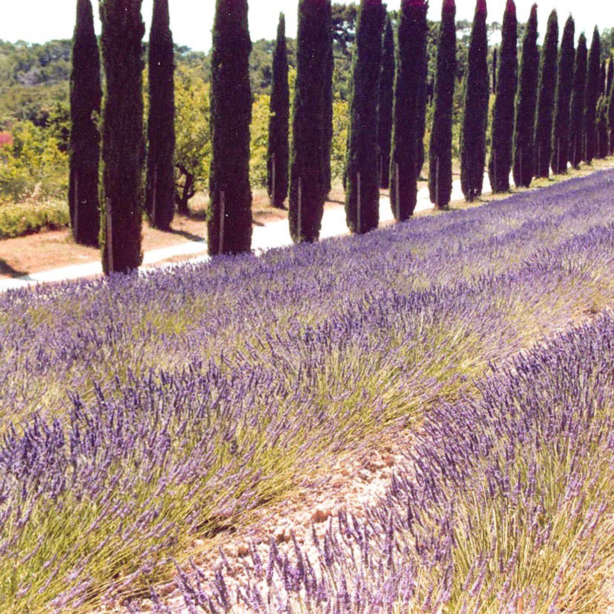 Solid parfume - Lavender No 21