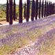 Solid parfume - Lavender No 21