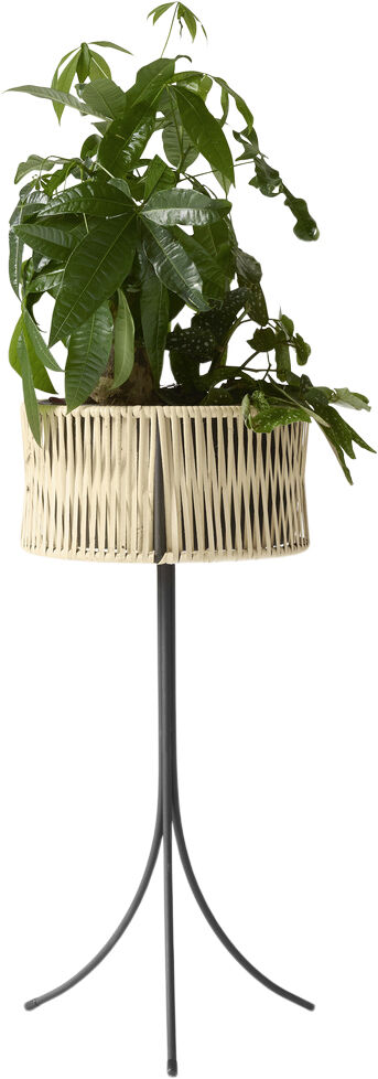 Umanoff, Planter, H 69