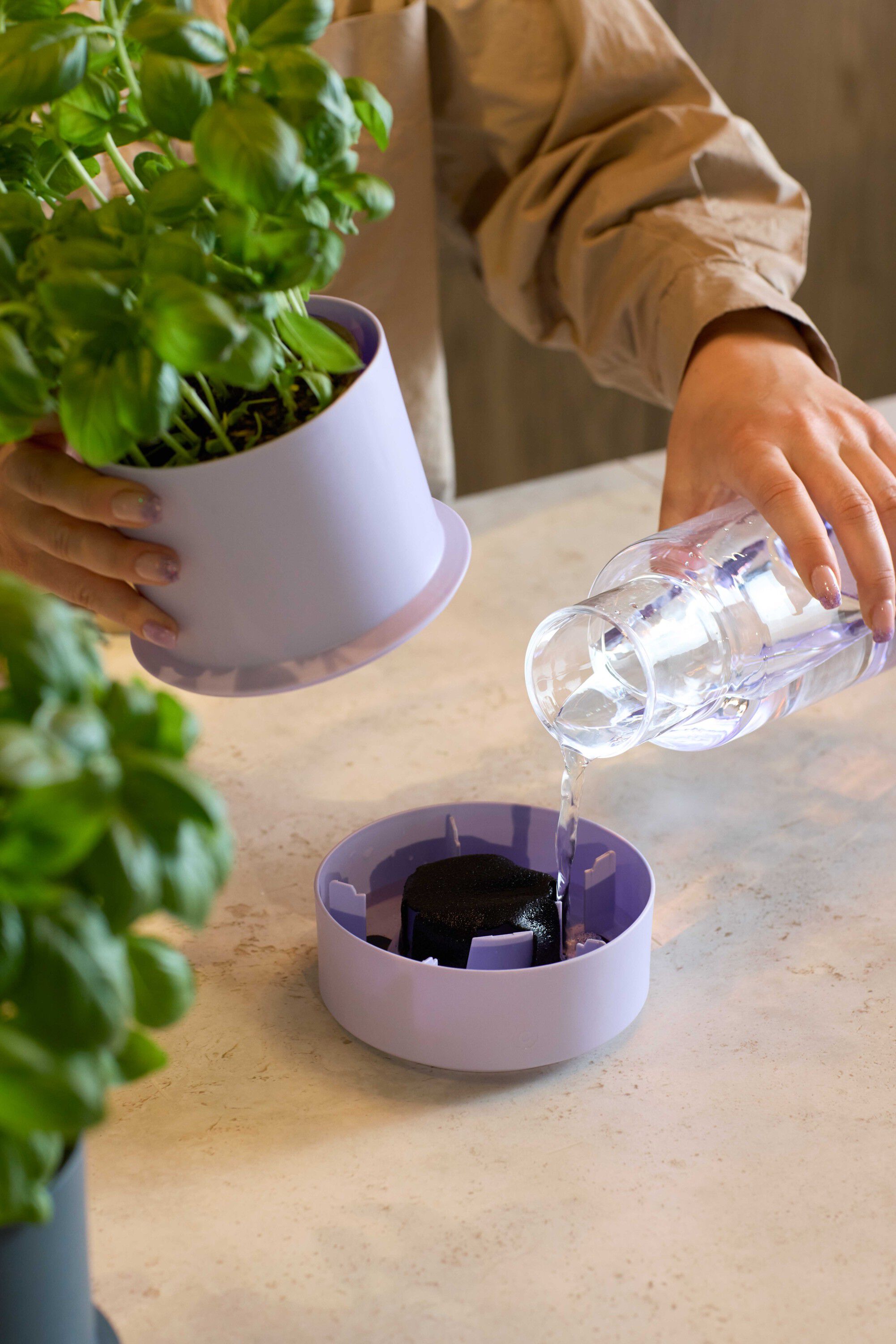 Billund self-watering pot, blueberry