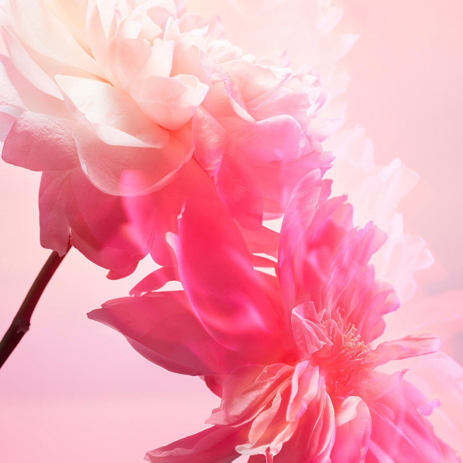 Pillow Talk Love Frequency Kit - Makeup- og parfumes&aelig;t