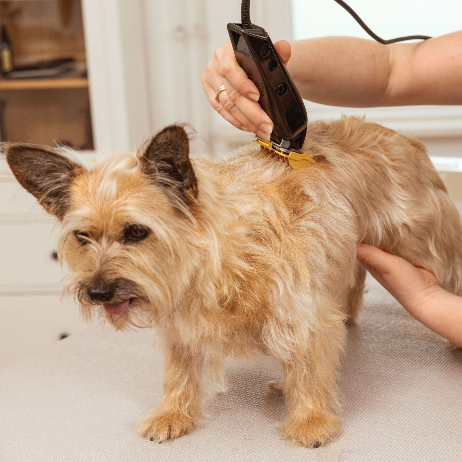 WAHL Hundeklipper Multicut