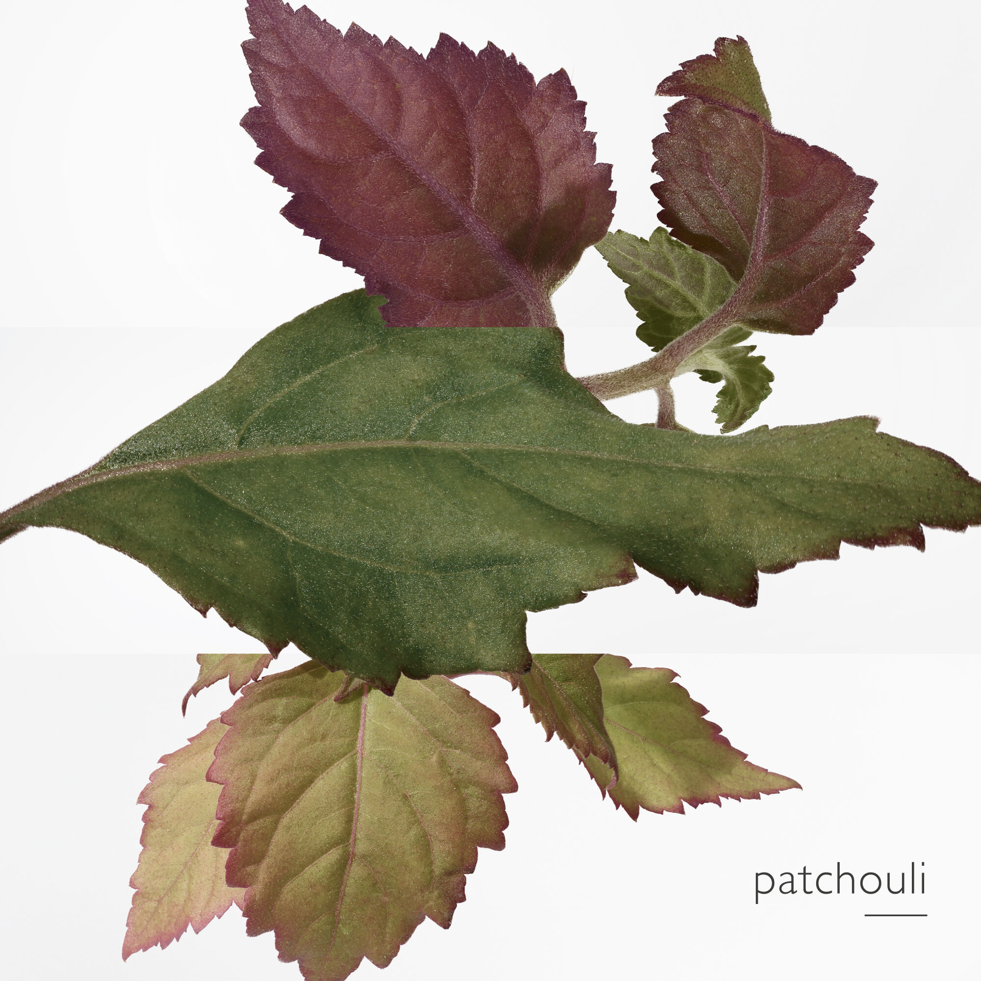 L'Ambre des Merveilles Eau de Parfum