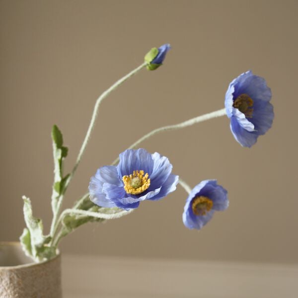 Poppy Flower
