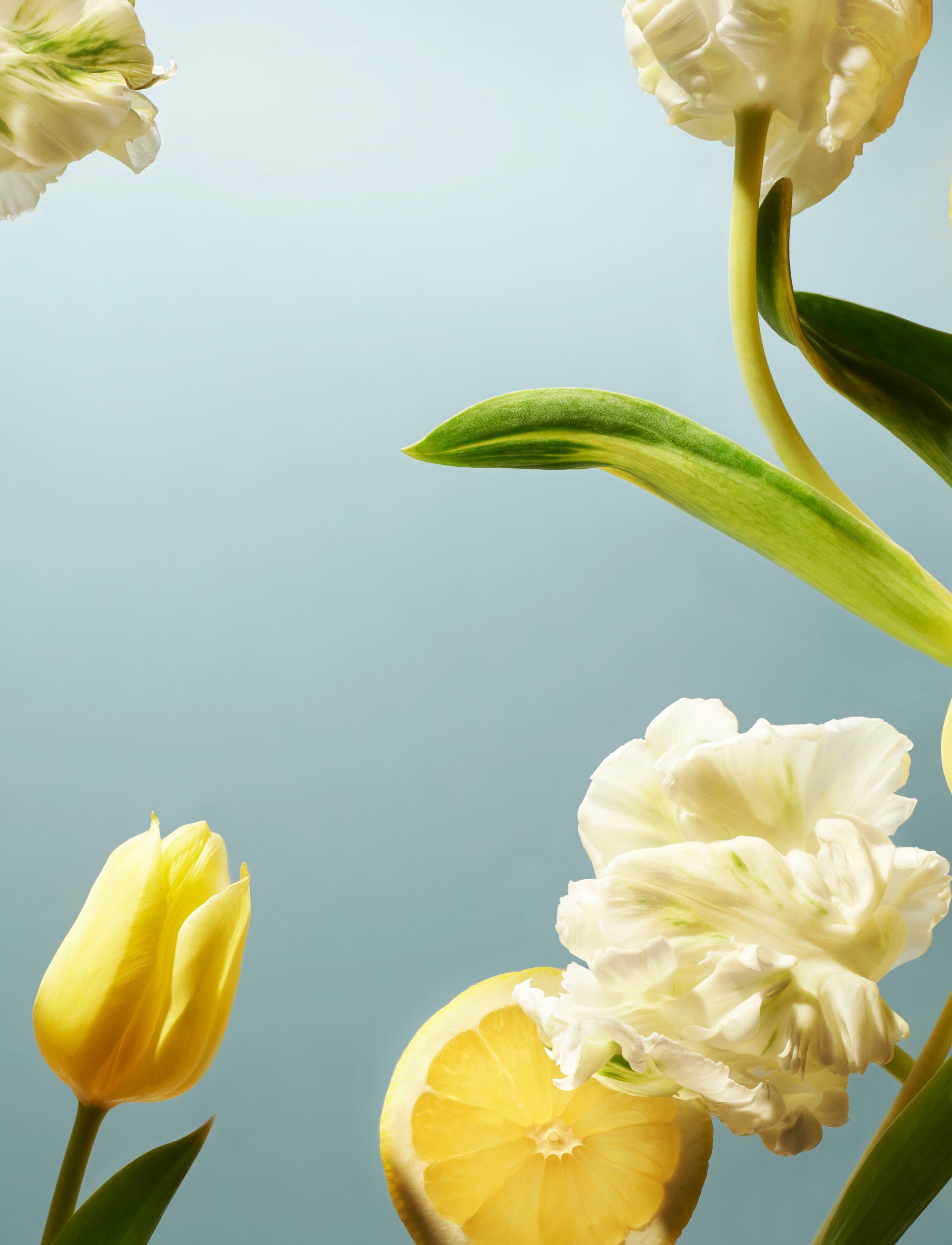 Amsterdam Collection Refill Fragrance Sticks 900ml