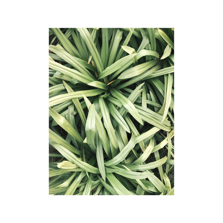 Organic Body Wash Lemongrass