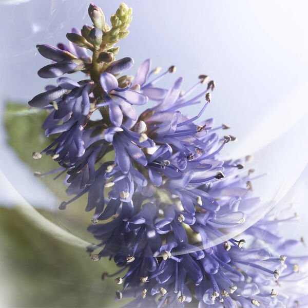 Lancôme La vie est Belle Iris Absolu Eau de Parfum