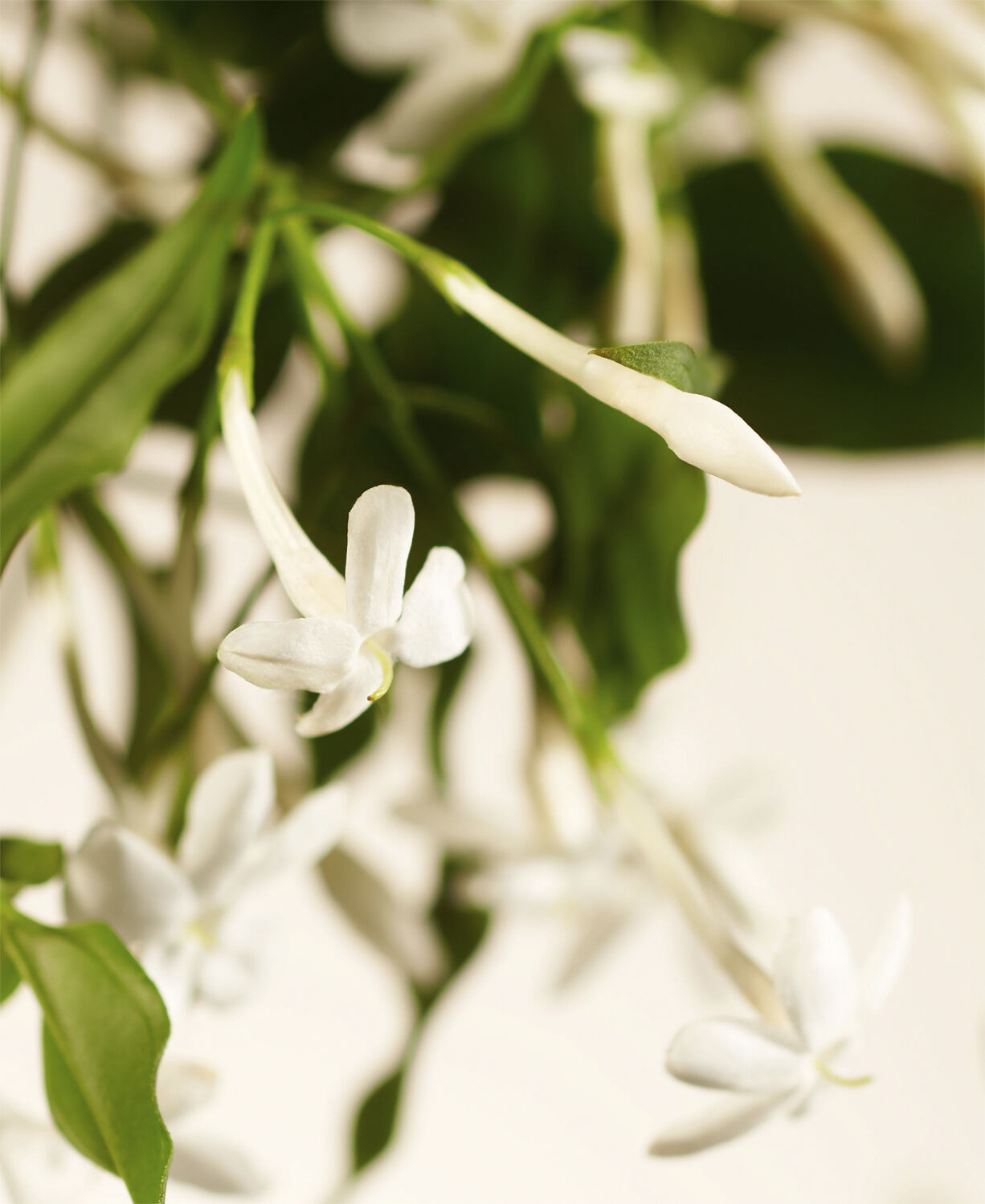 Sweet Jasmine Refill Fragrance Sticks 900ml