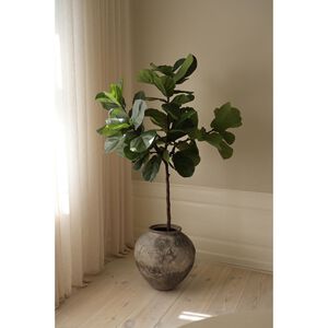 Fiddle Leaf Fig