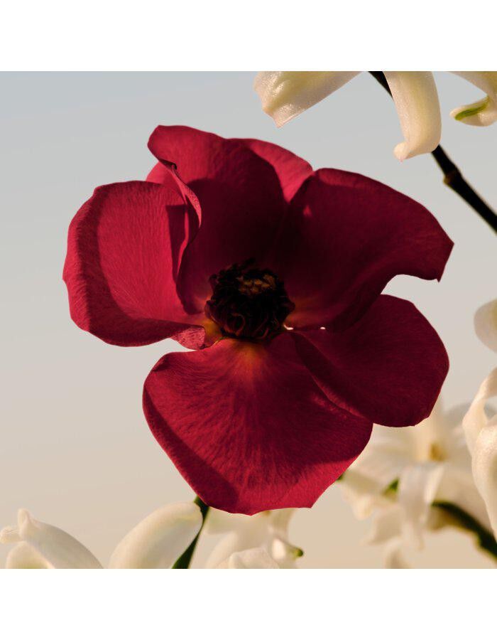 Chlo&eacute; Chlo&eacute; Le Parfum EdP 150 ml Refill