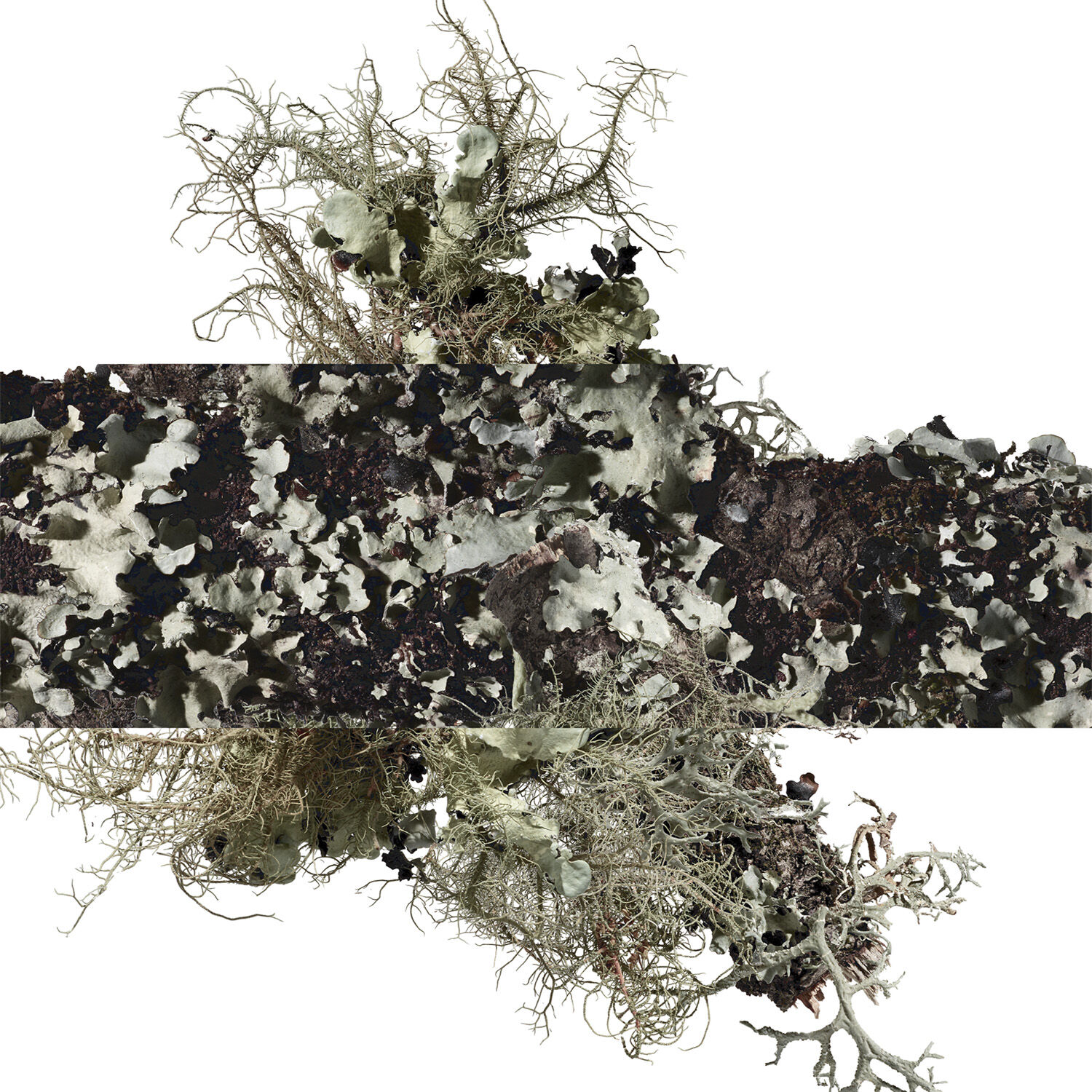 Eau d'orange verte Eau de Cologne