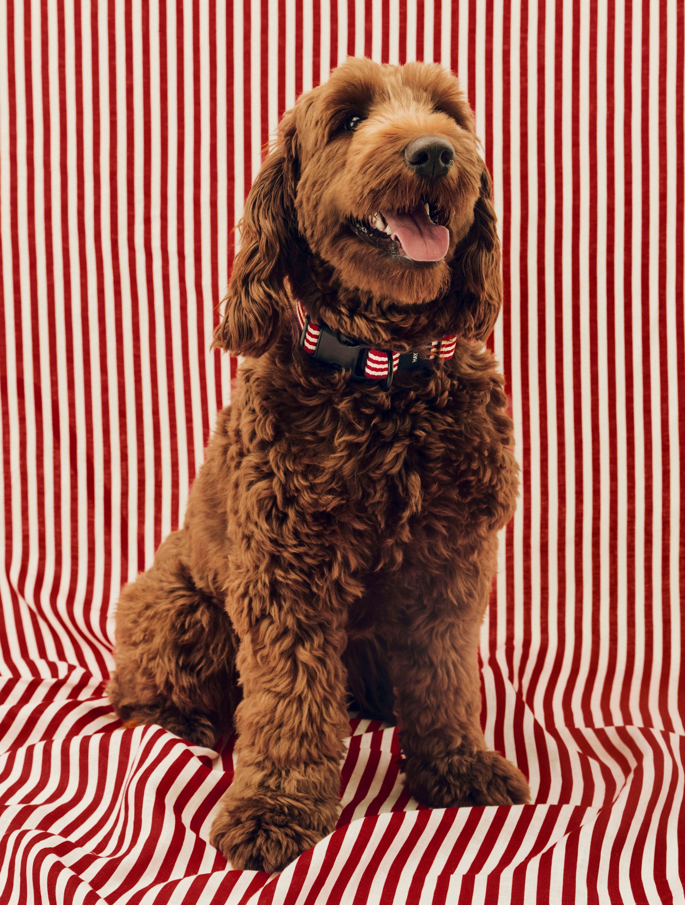 HAY Dogs Collar Flat-M/L-Red and wh