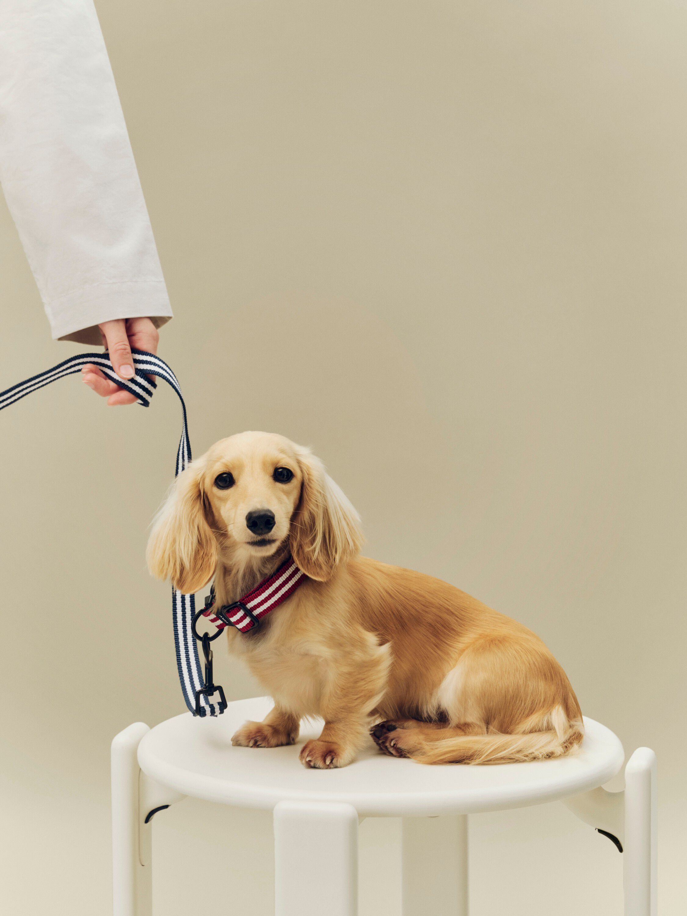 HAY Dogs Collar Flat-S/M-Red and wh