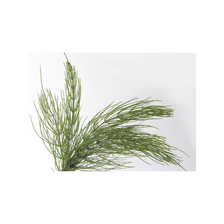 Organic Aloe Mint Volume Conditioner