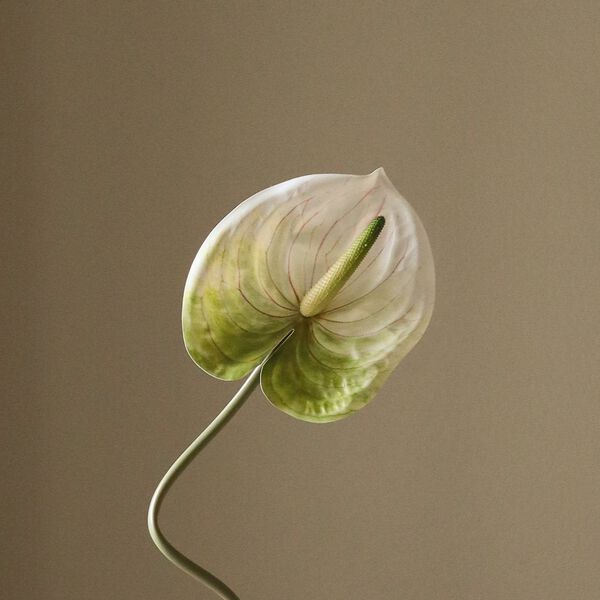 Anthurium Flower