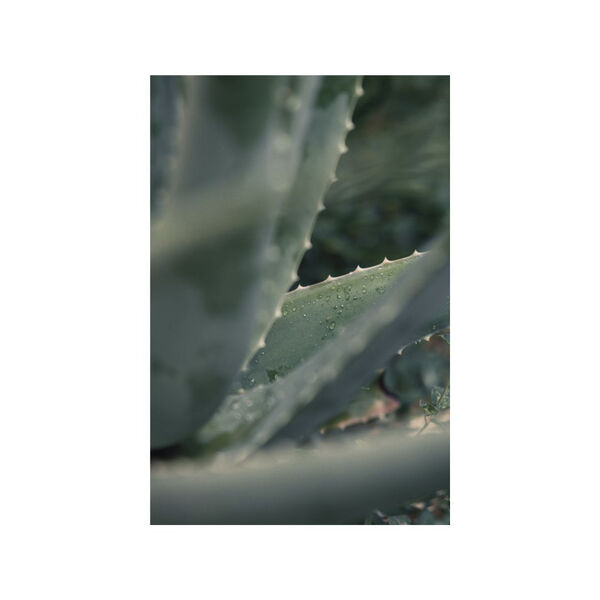 Organic Body Wash Lavender