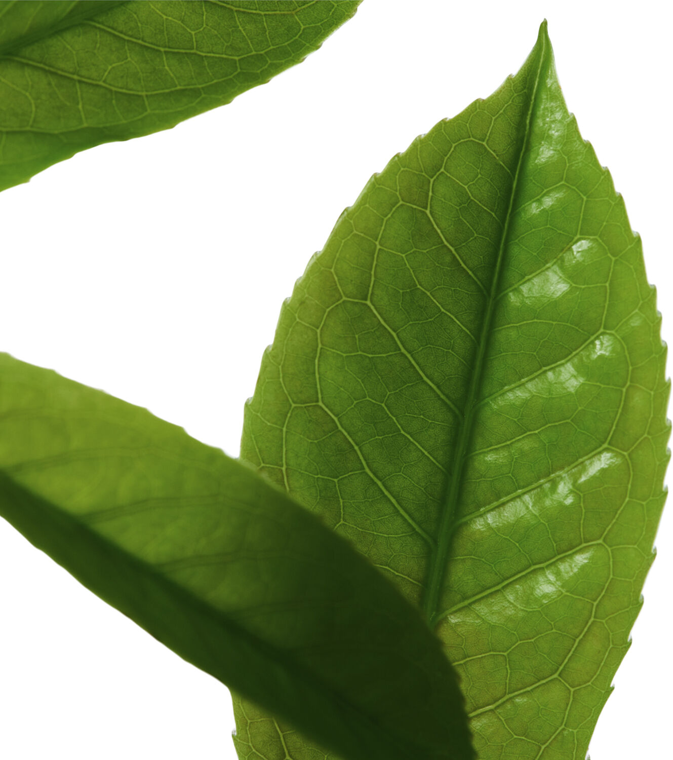 CK One Deodorant Stick 75 g