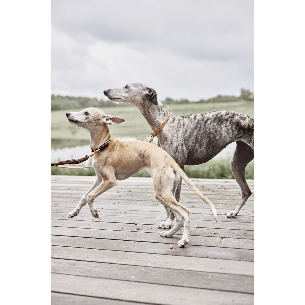 Robin Hundesnor - M/L