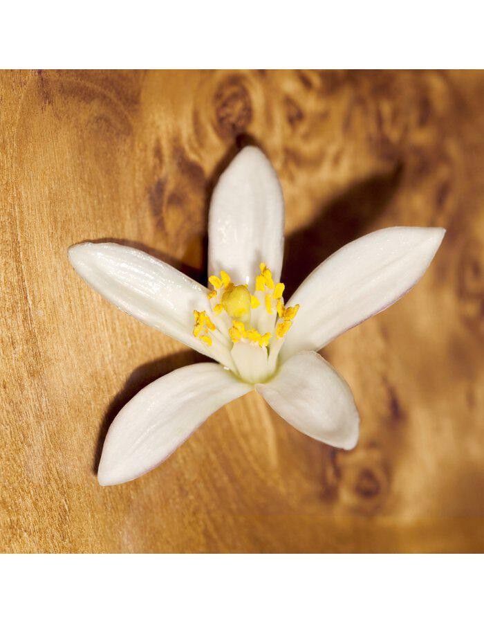 Chlo&eacute; Le Nectar Parfum Intense