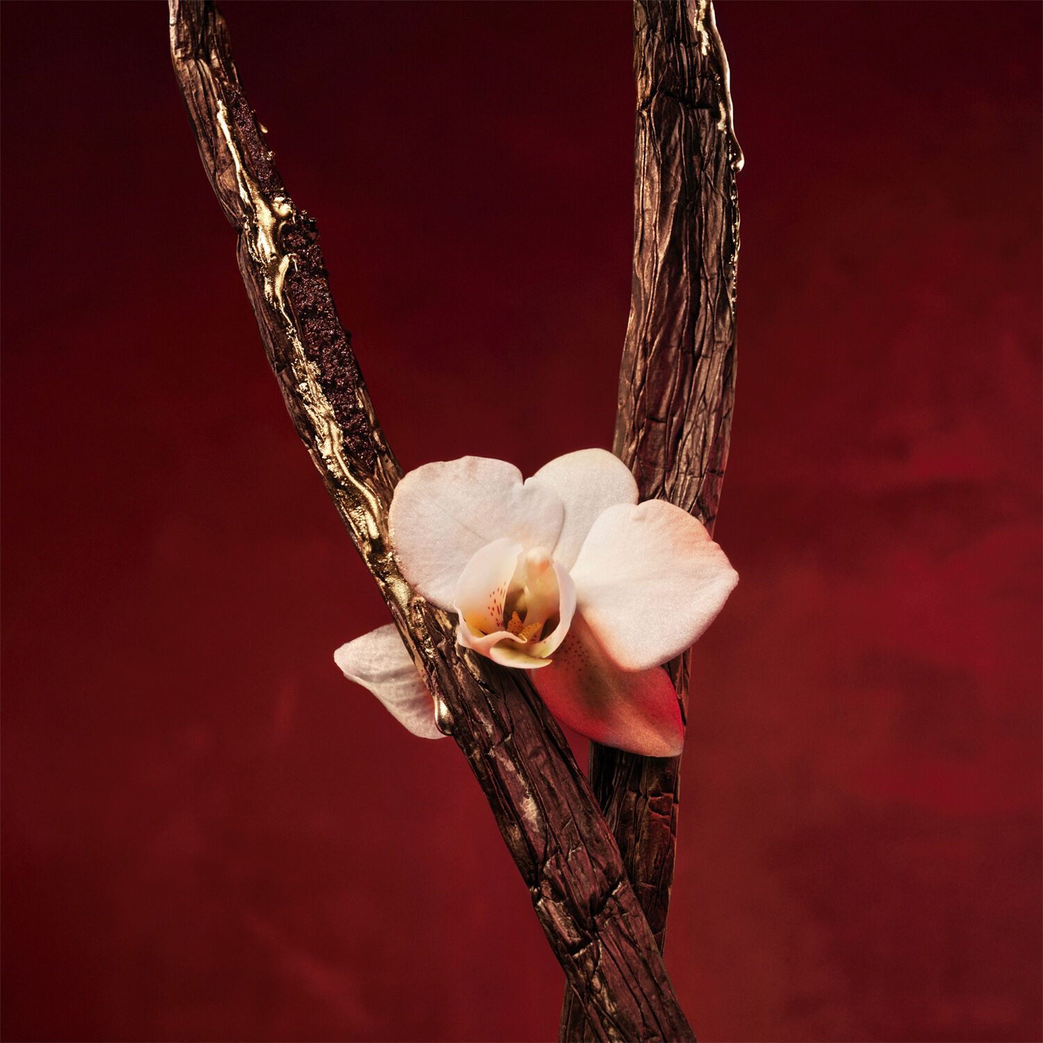 Alive Absolu Eau de parfum 50. 0 ML