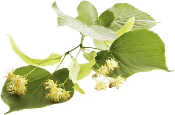 Organic Lindengloss Shampoo