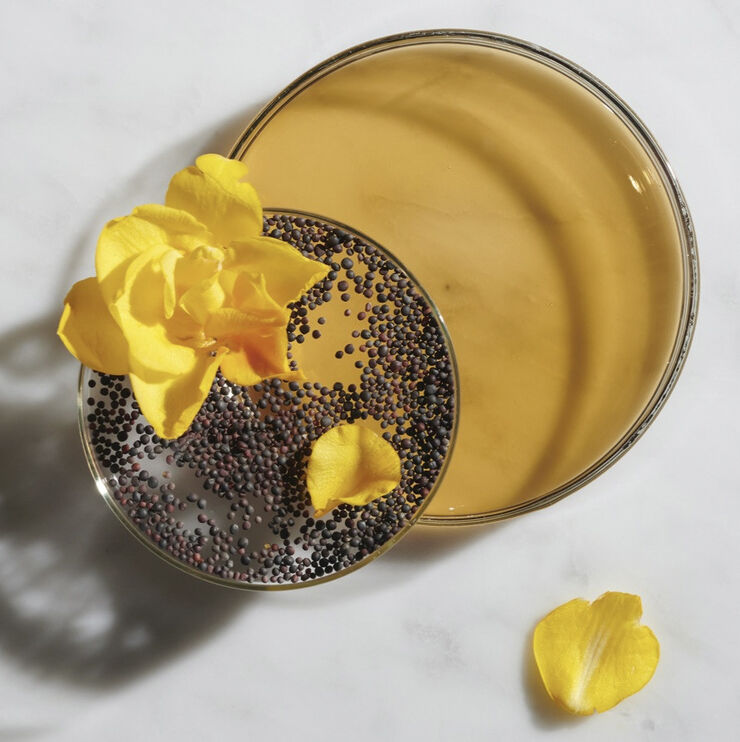 Ferulic Brew Rejuvenating Facial Essence