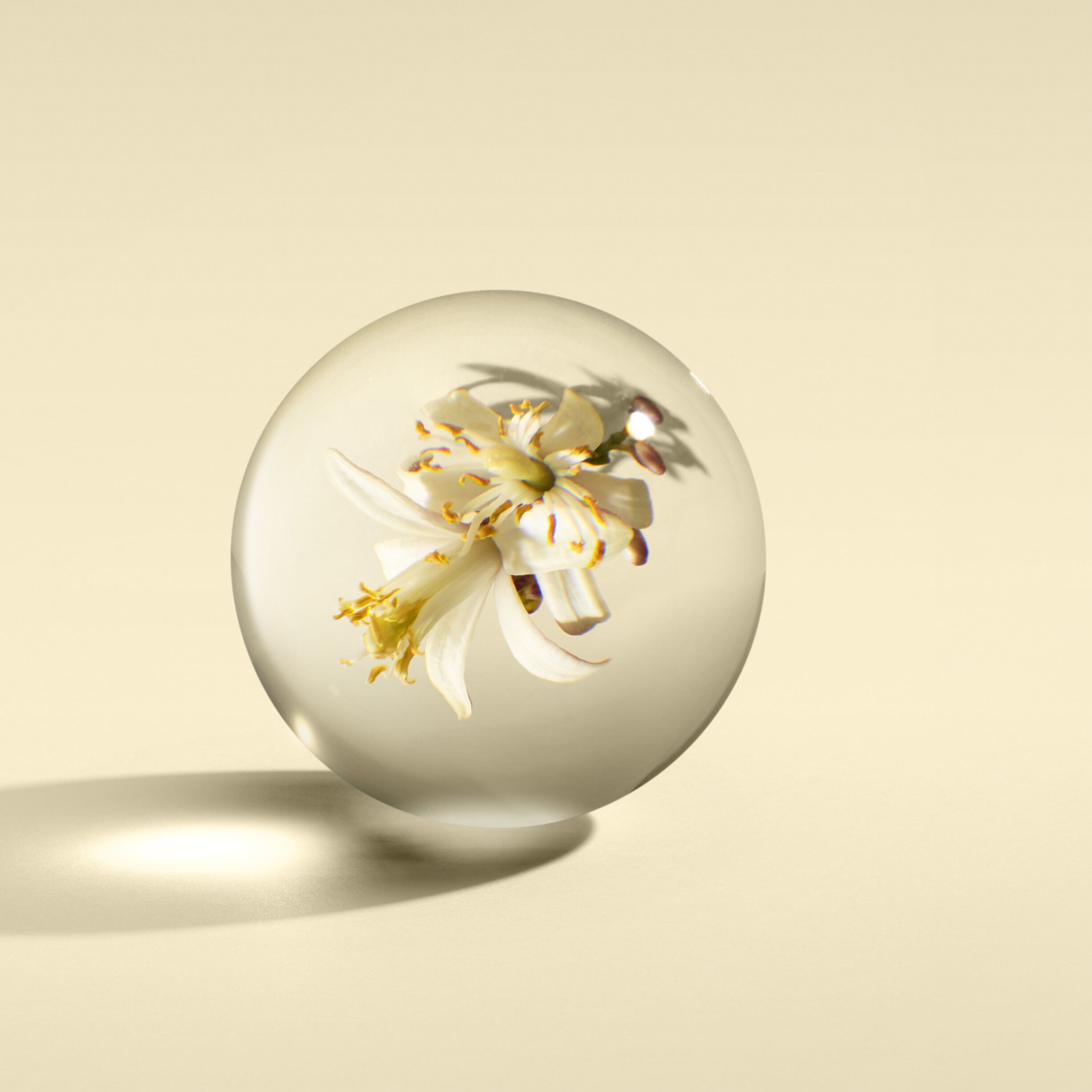 ORANGE & BERGAMOT HAND WASH (GLASS BOTTLE)