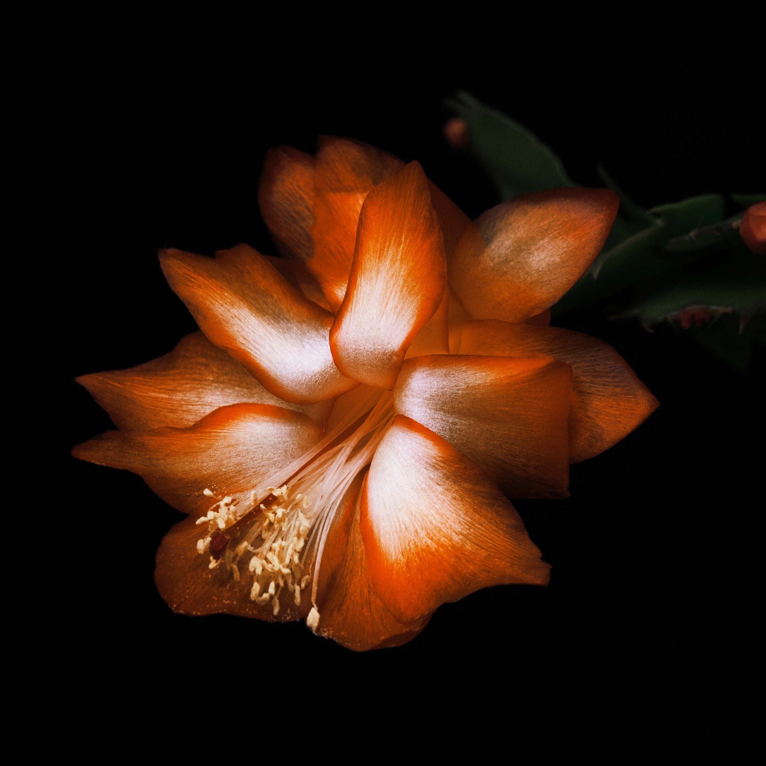 Black Saffron Absolu Eau de Parfum