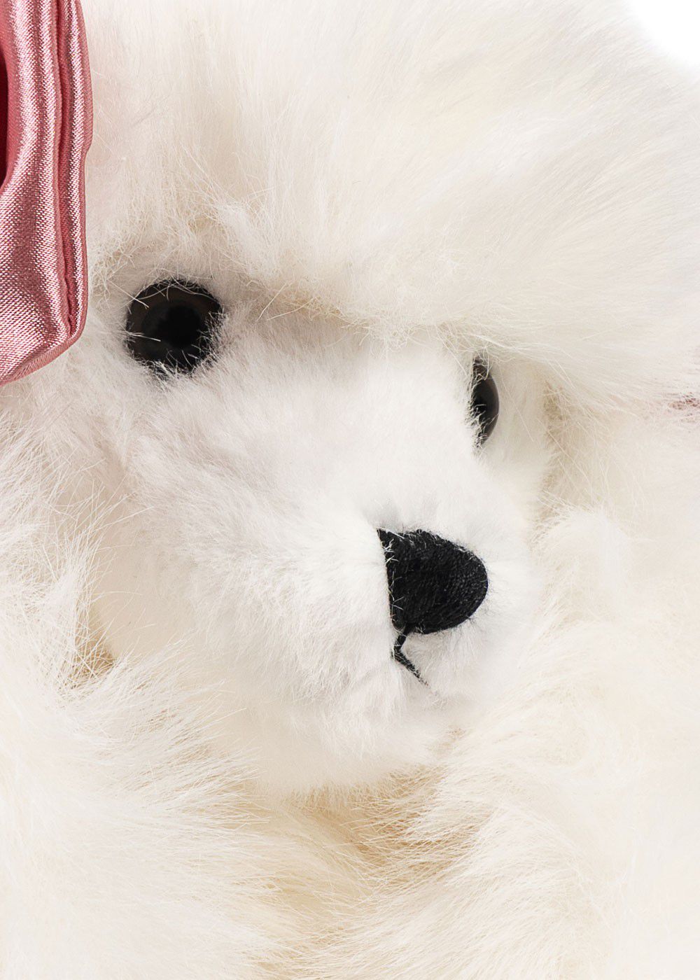 SPITZ PUPPY