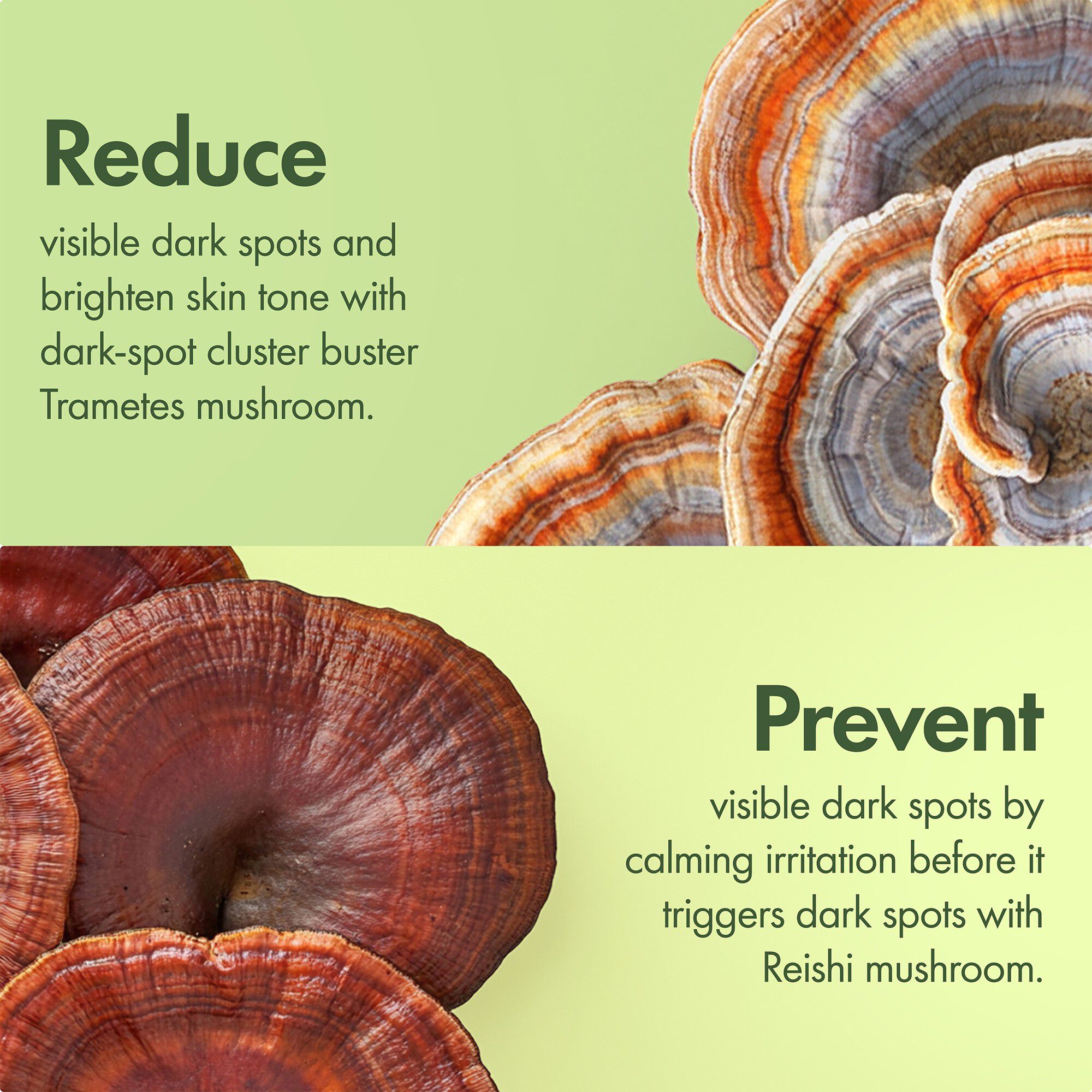 Dr. Weil Mega-Mushroom Dark Spot Correcting Brightening Serum