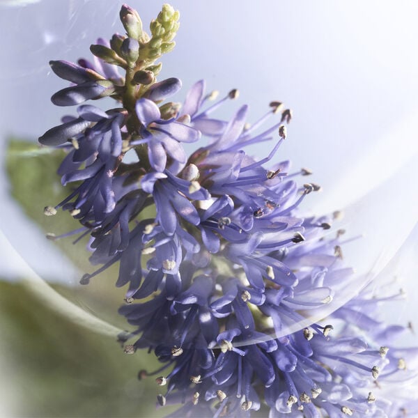 Lancôme La vie est Belle Iris Absolu Eau de Parfum