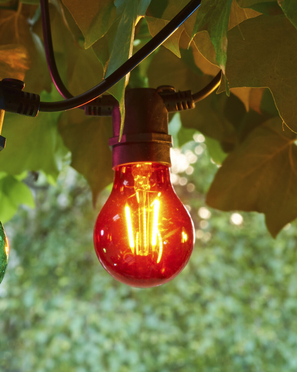 Tobias, Reservep&aelig;re, R&oslash;d