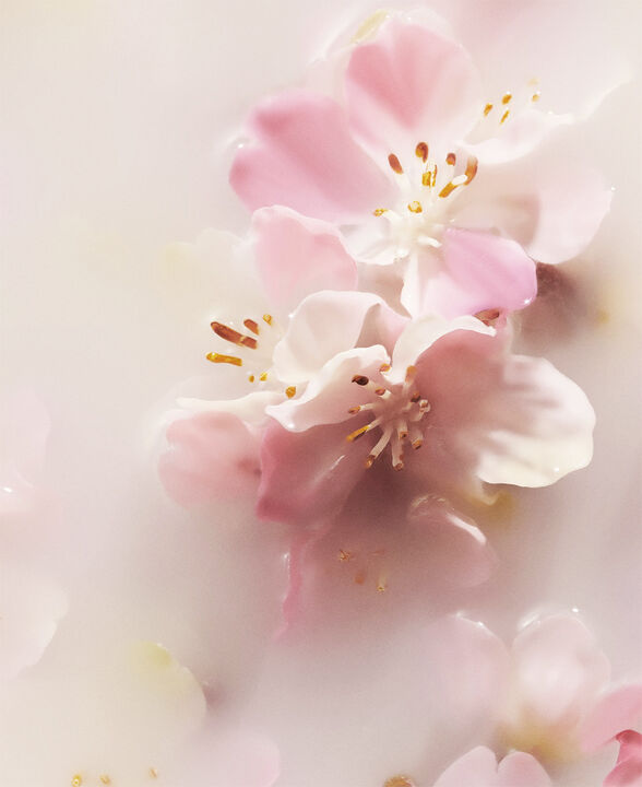 The Ritual of Sakura Concentrated Refill Hand Wash 100ml