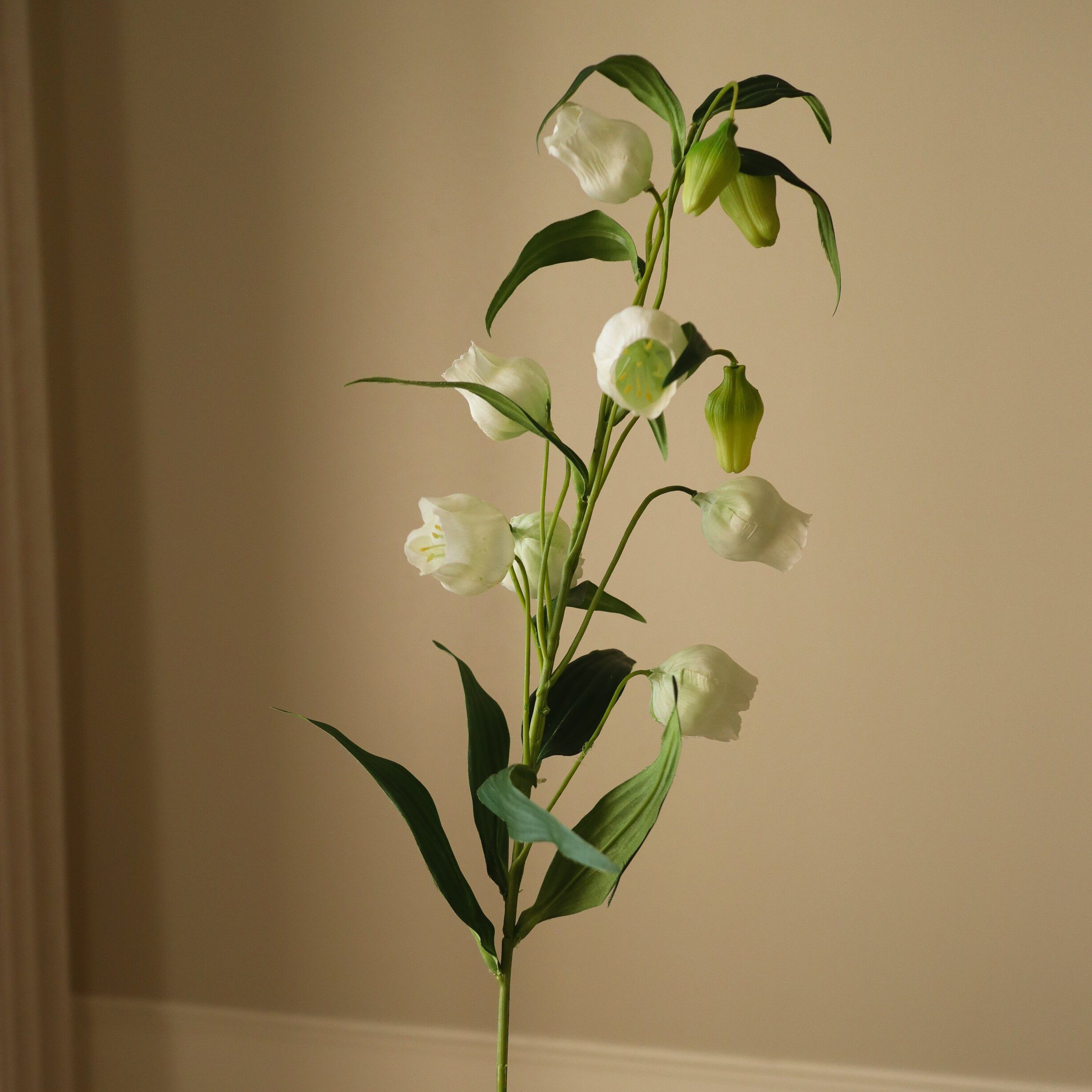Chinese Lantern Lily Flowers