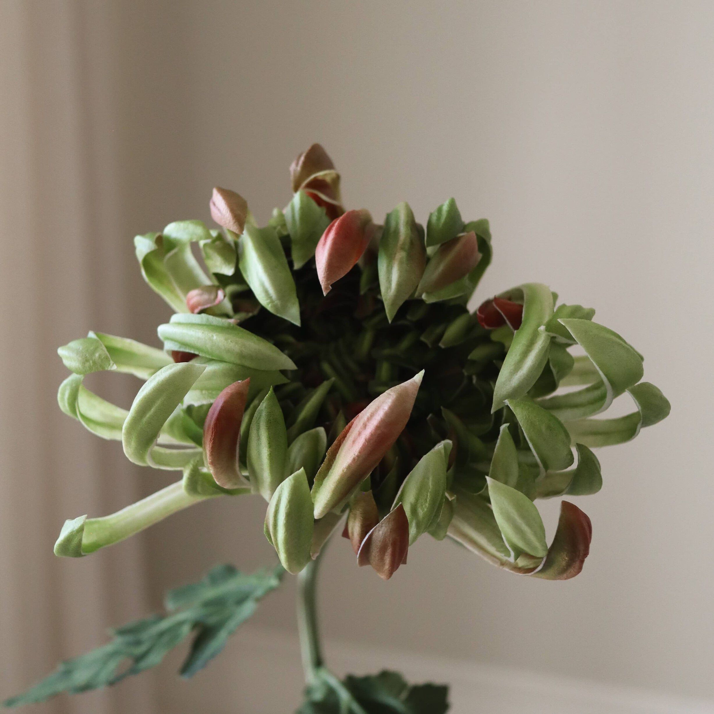 Chrysanthemum Flower