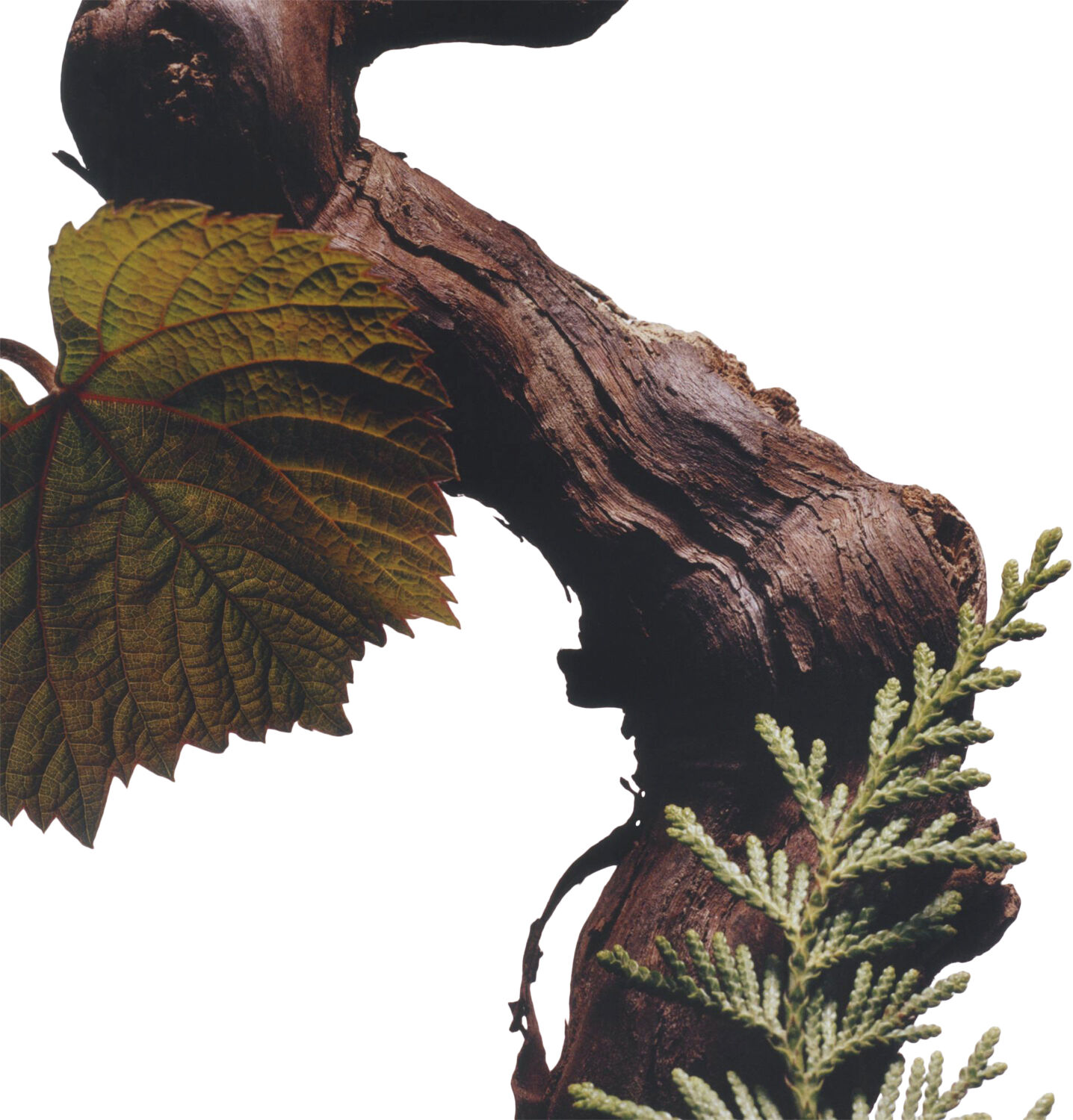 Cypress & Grapevine Cologne Intense