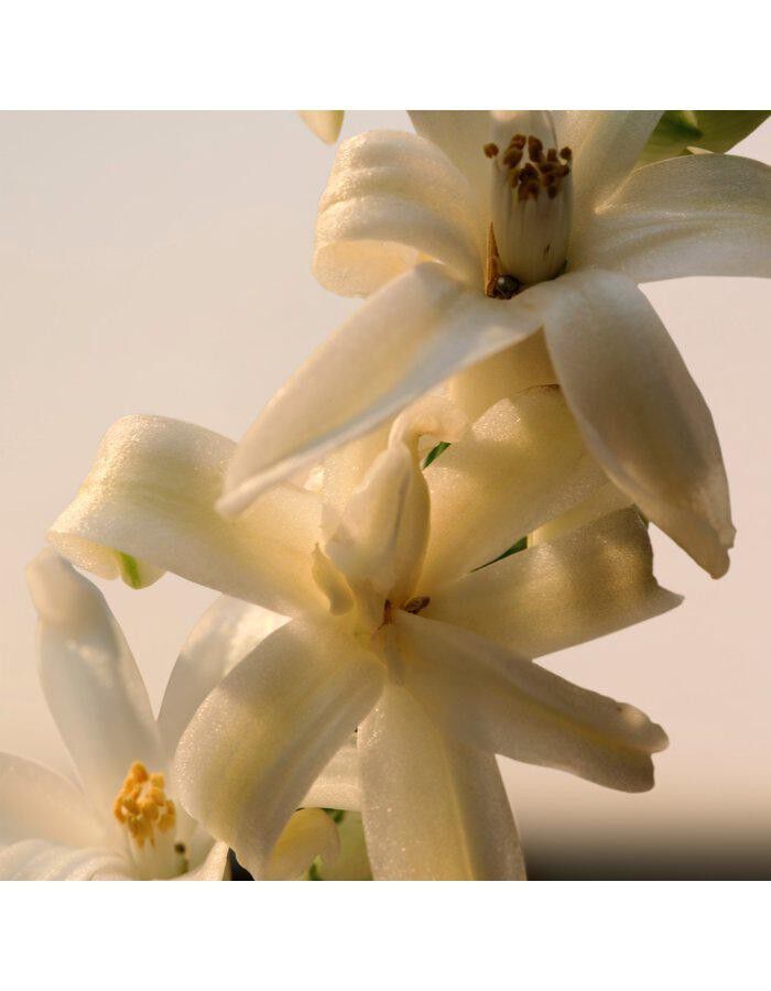 Chlo&eacute; Chlo&eacute; Le Parfum EdP 150 ml Refill