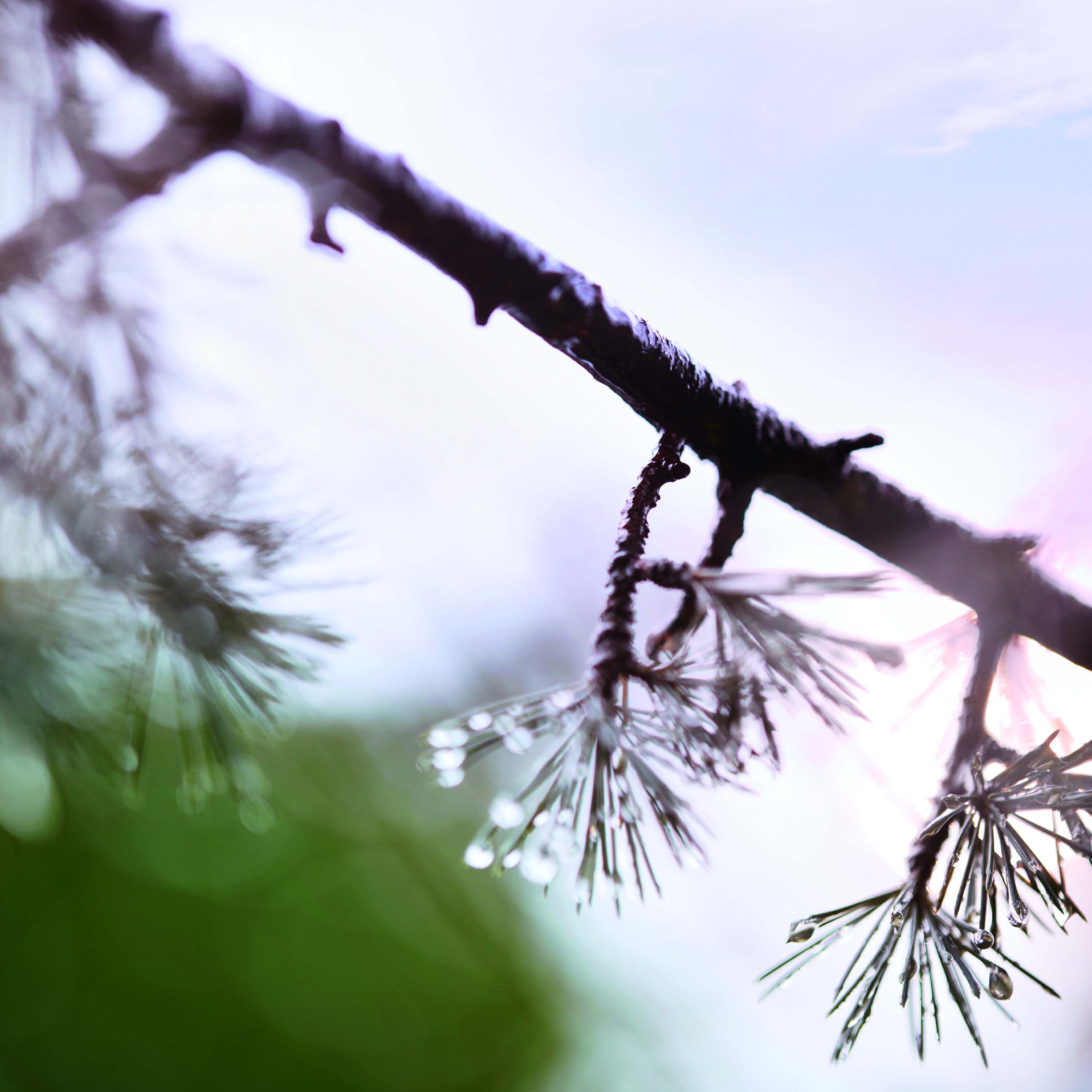 REPLICA When the Rain Stops Eau de Toilette