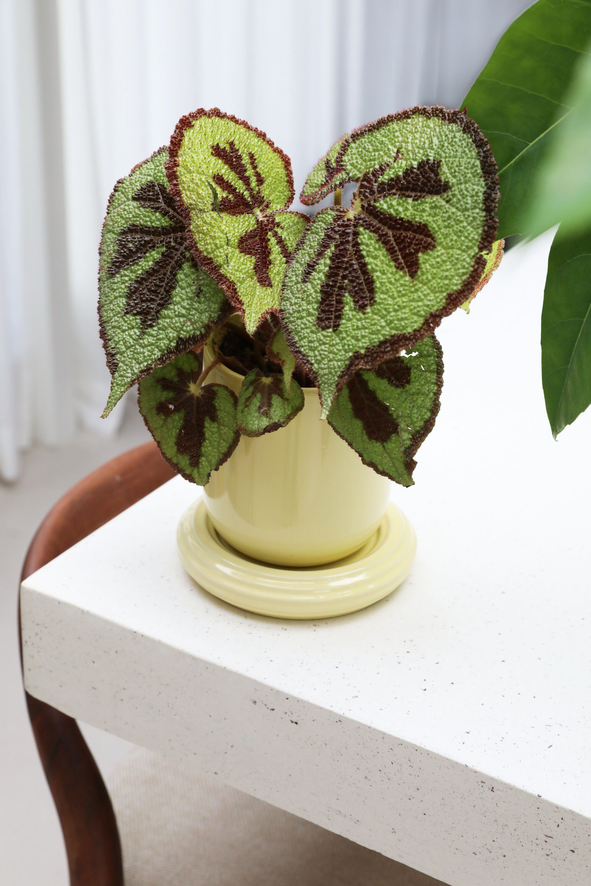 Planter churros butter