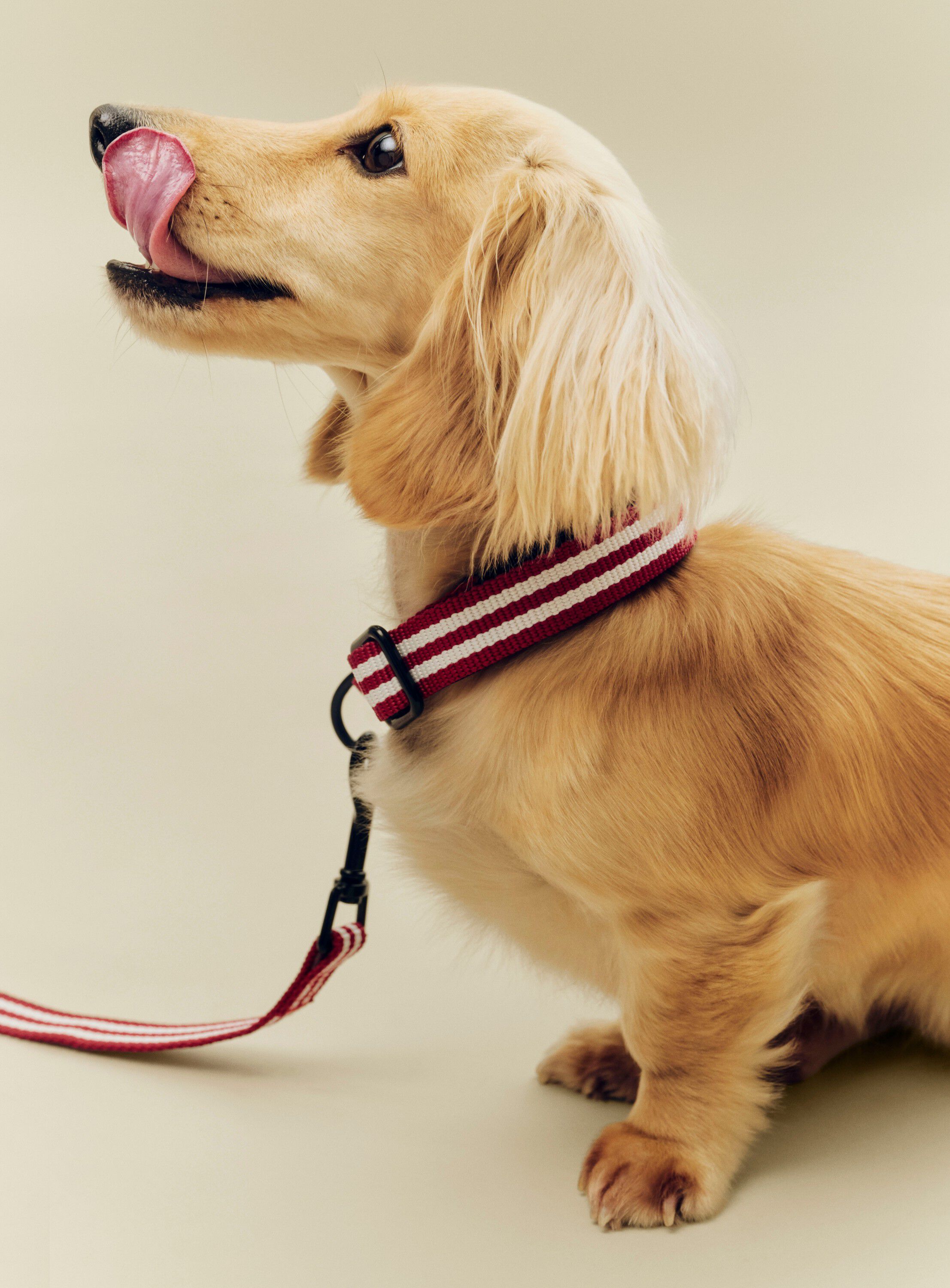 HAY Dogs Collar Flat-S/M-Red and wh