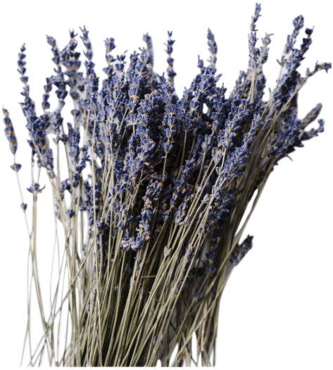 Organic Body Cream Lavender