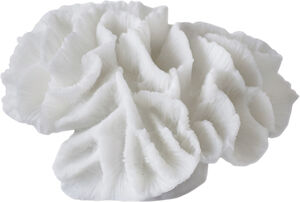 Coral, gills