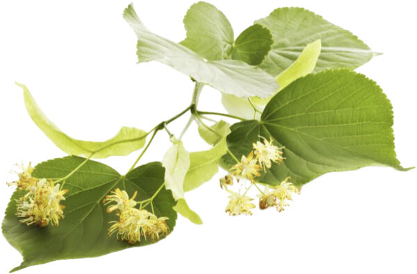 Organic Lindengloss Spray