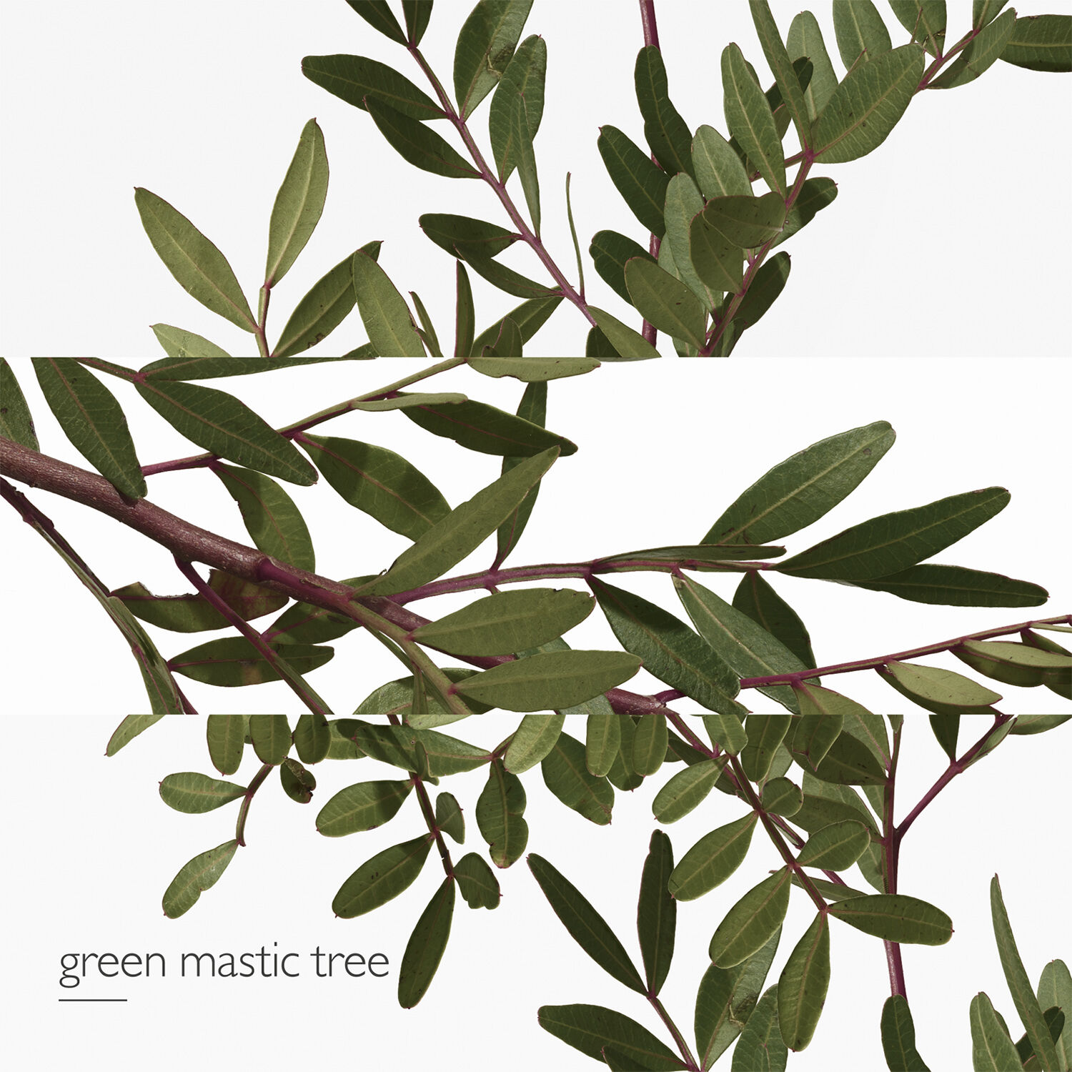 Un Jardin en M&eacute;diterran&eacute;e Eau de Toilette