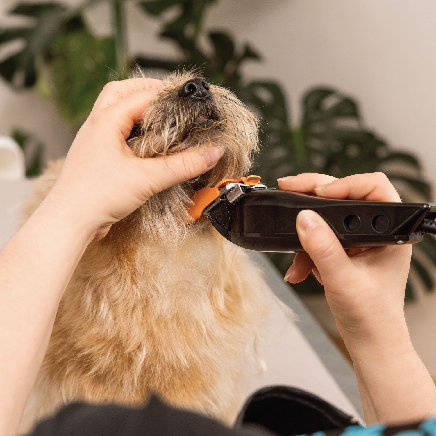 WAHL Hundeklipper Multicut