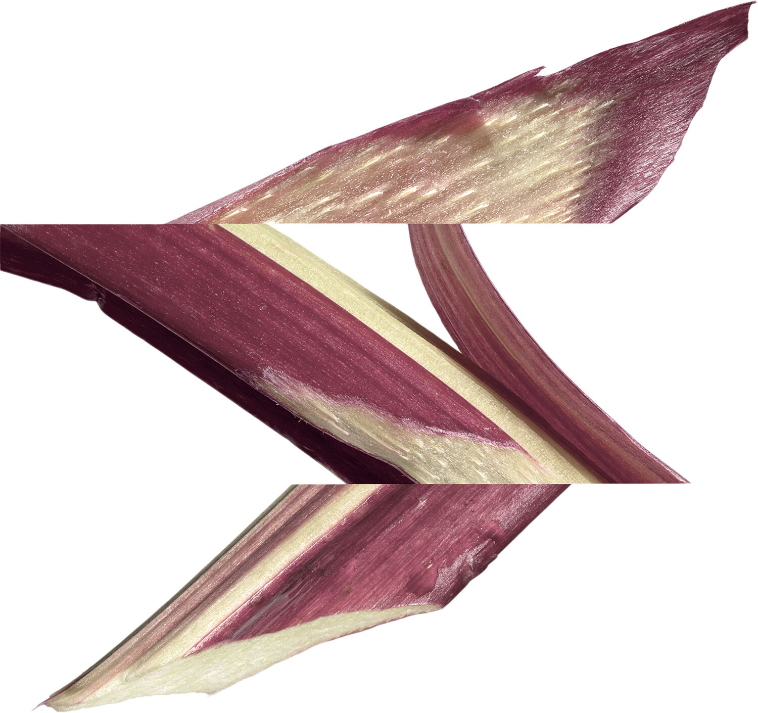 Eau de rhubarbe &eacute;carlate Eau de Cologne