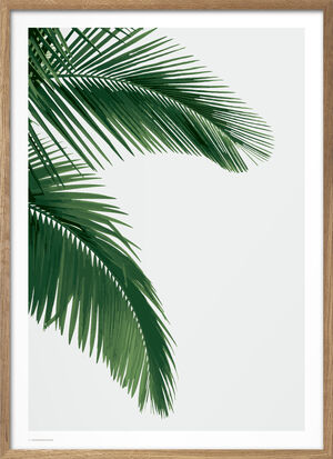 Wonderhagen - Palm
