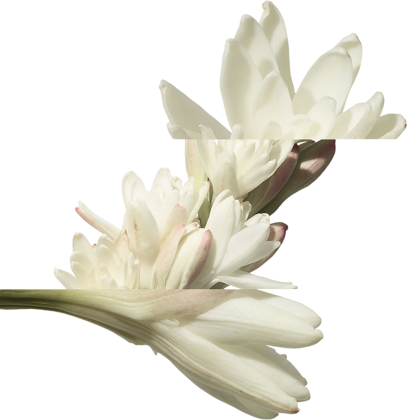 Twilly d'Herm&egrave;s, Eau de parfum