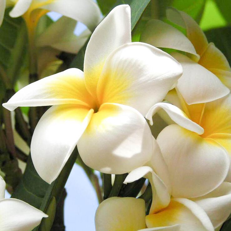 Solid parfume - Frangipani No. 15