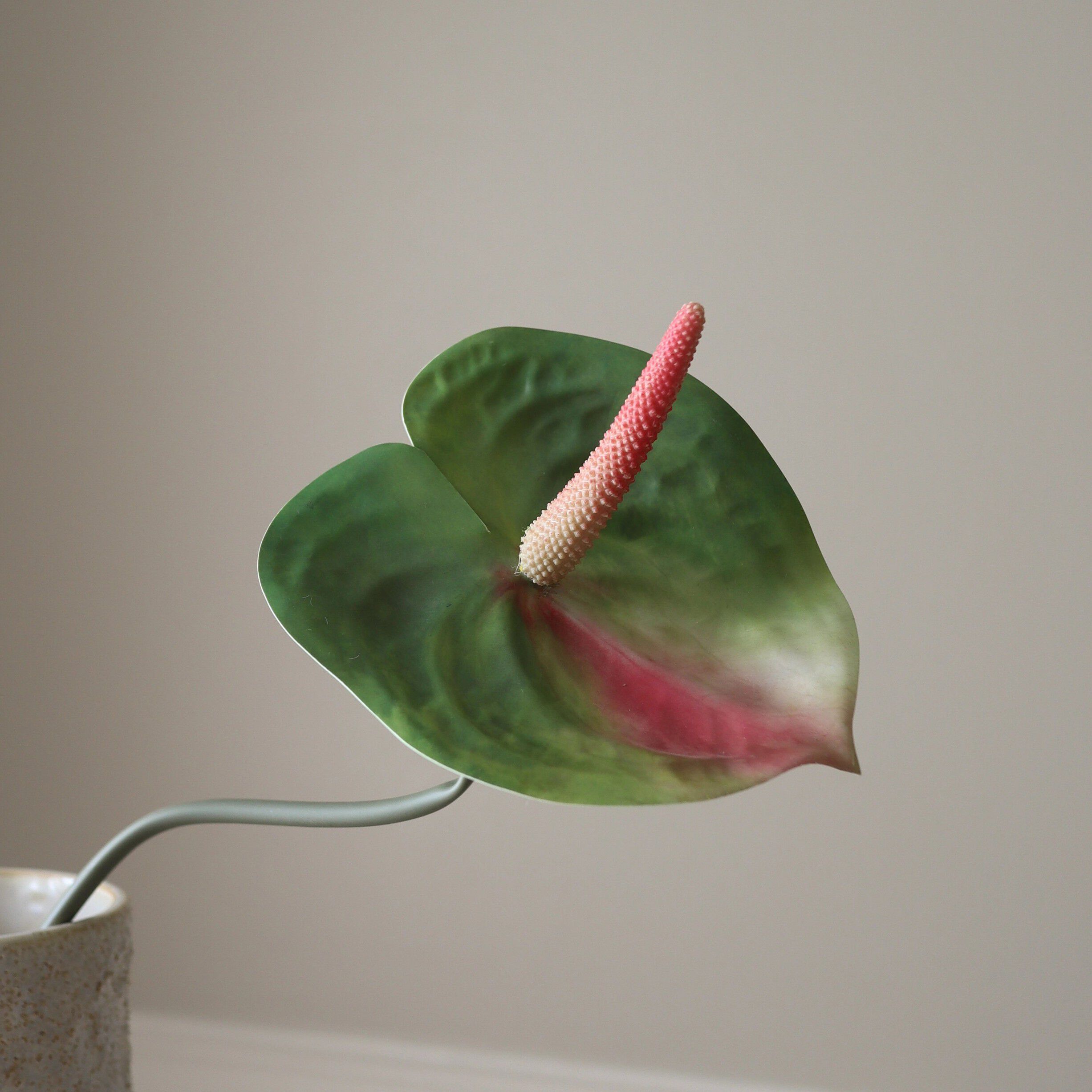 Anthurium Flower